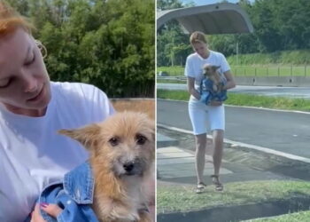 Ana Hickmann resgata cachorro abandonado em estrada: ‘Foi deixado para morrer’